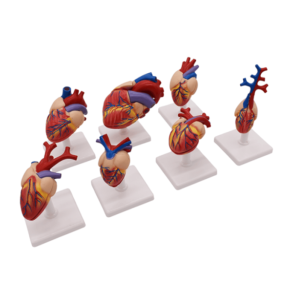 Набор моделей «Сердце позвоночных» (7 моделей)